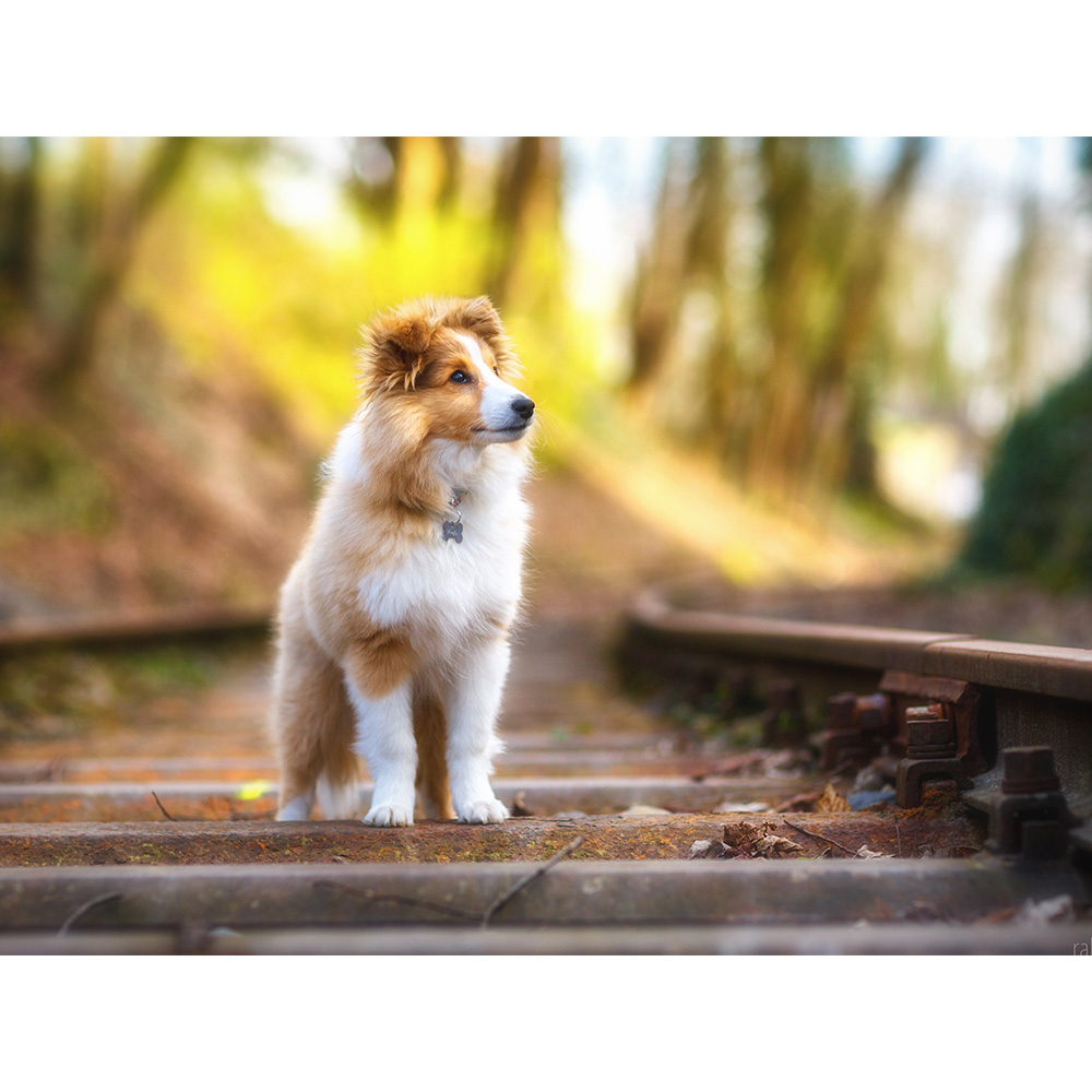 犬 アートパネル 動物