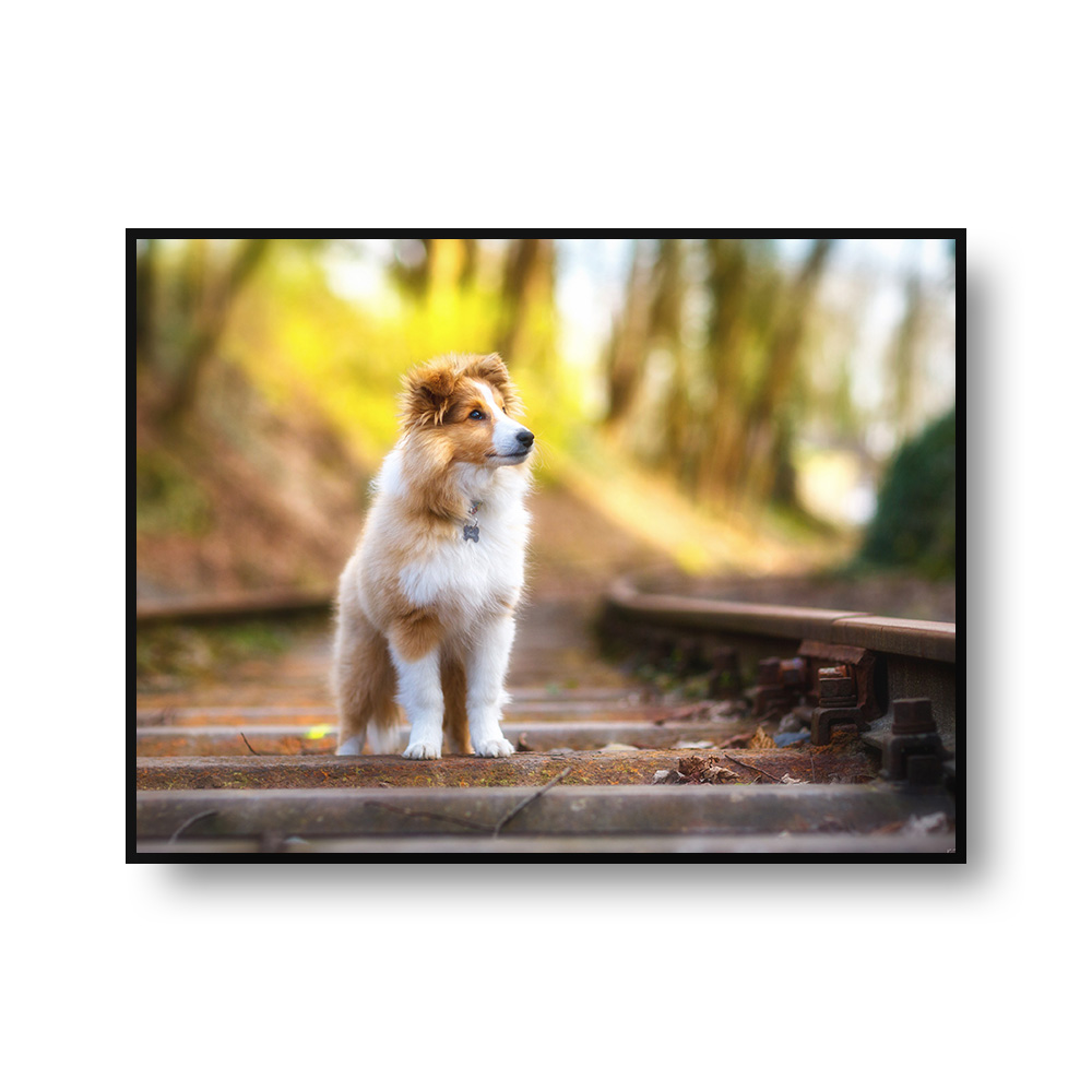 犬 アートパネル 動物-3