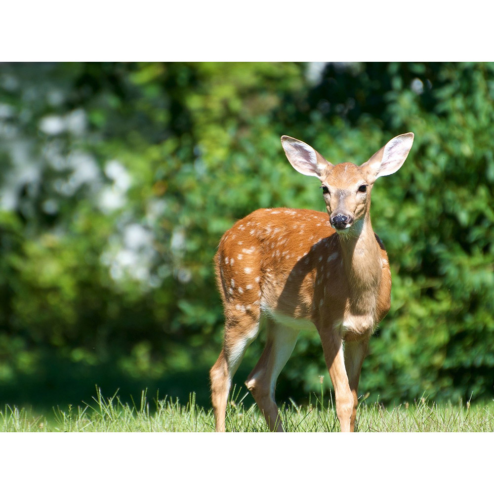 鹿 アートパネル 動物